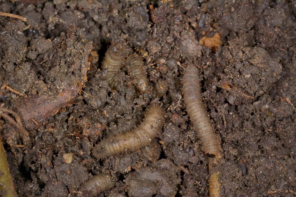 Agyrtidae: Agyrtes bicolor